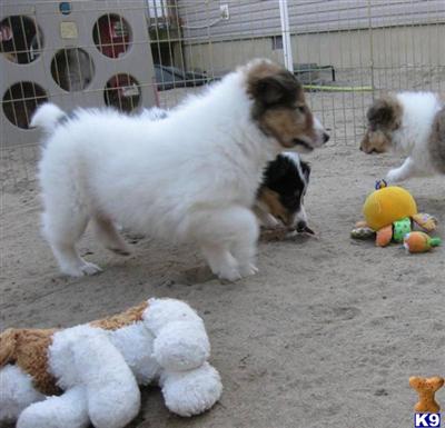Collie Puppies for Sale
