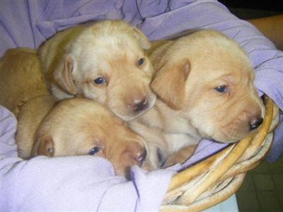Labrador Retriever Puppies for Sale