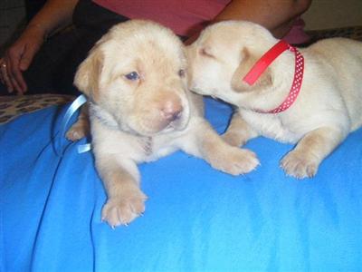 Labrador Retriever Puppies for Sale