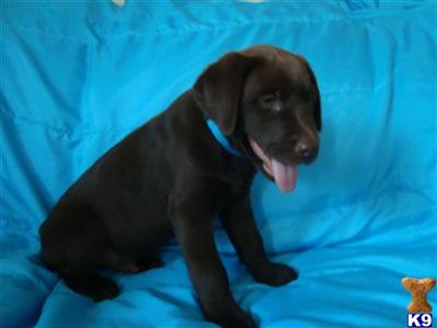 Puppies for Sale
