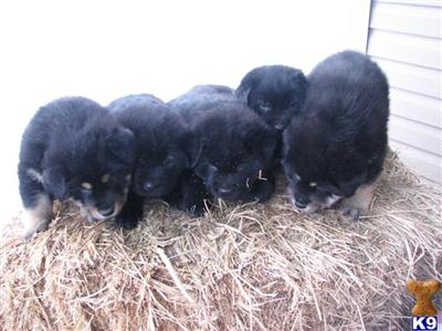 Puppies in SD