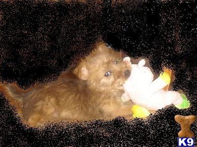 Australian Terrier Puppies for Sale