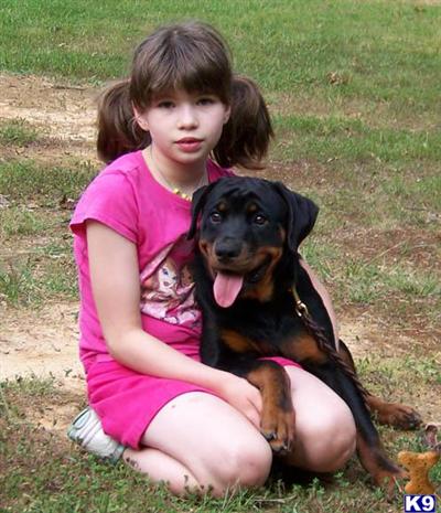 Dogs for Sale in VA