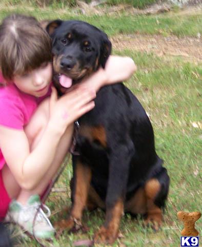 Dogs for Sale in VA