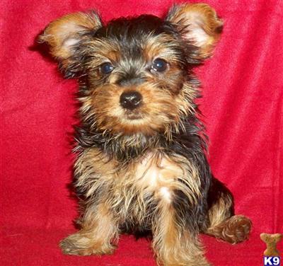 Puppies in OK