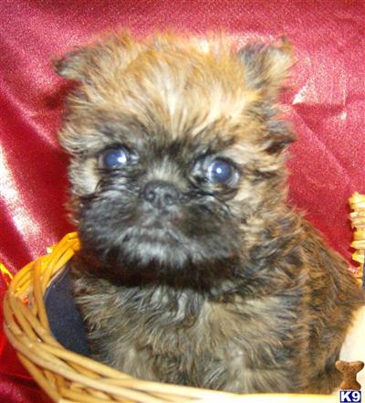 Brussels Griffon Puppies for Sale