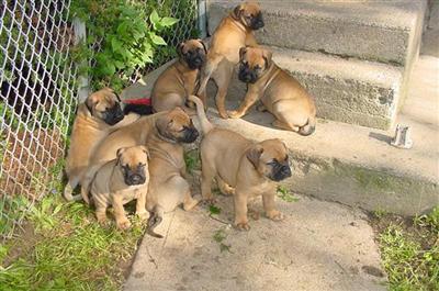 Bullmastiff Puppies for Sale