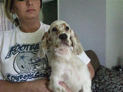 English Setter Puppies for Sale
