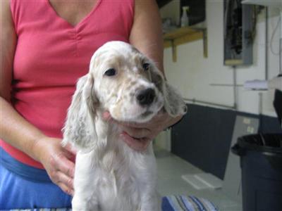 English Setter Puppies for Sale