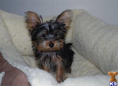 Puppies in VA