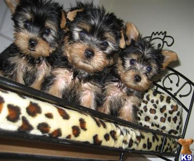 Puppies in VA