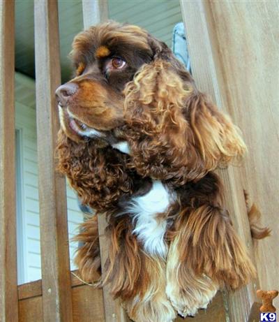 Stud Dogs - American Cocker Spaniel