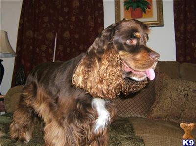 Stud Dogs - Cocker Spaniel