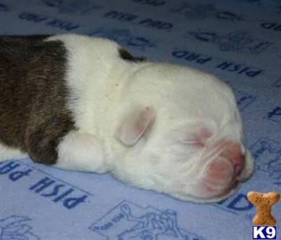 Old English Bulldog Puppies for Sale