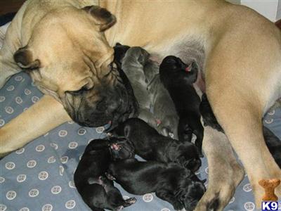 Italian Cane Corso Puppies for Sale