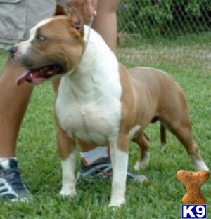 Stud Dogs - American Staffordshire Terrier