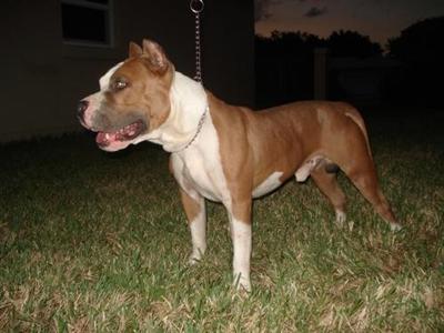 Stud Dogs - American Staffordshire Terrier