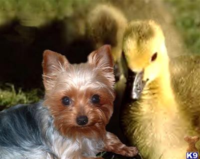 Puppies in ME