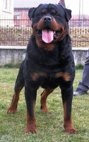 Stud Dogs - Rottweiler