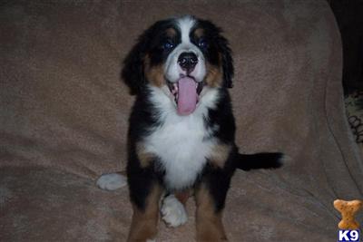 Bernese Mountain Dog Puppies for Sale
