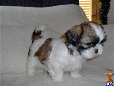 Puppies in PA