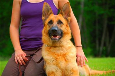 Dogs for Sale in IL