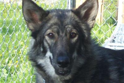 Wolf Dog Puppies for Sale