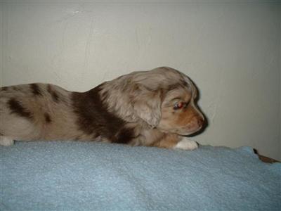 Miniature Australian Shepherd Puppies for Sale