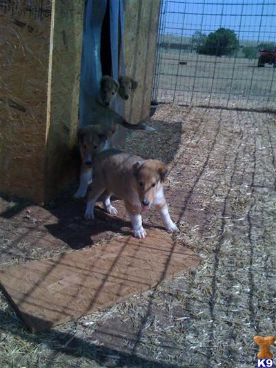 Collie Puppies for Sale