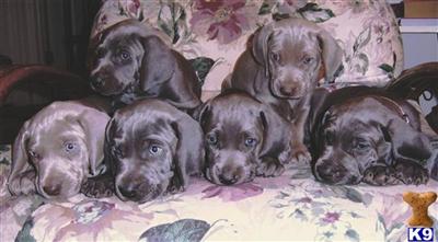 Weimaraner Puppies for Sale