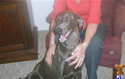 Stud Dogs - Weimaraner