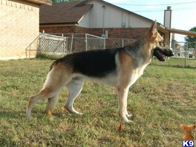 Stud Dogs in KY