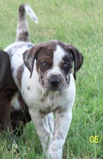 Catahoula Puppies for Sale
