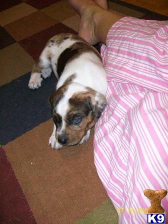 Catahoula Puppies for Sale