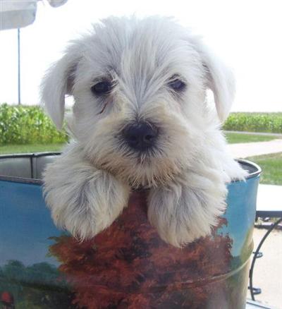 Miniature Schnauzer Puppies for Sale