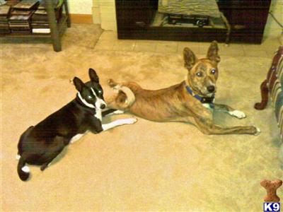Basenji Puppies for Sale