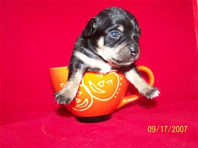 Puppies in MD