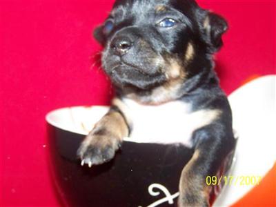 Puppies in MD