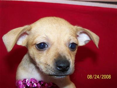 Puppies in MD