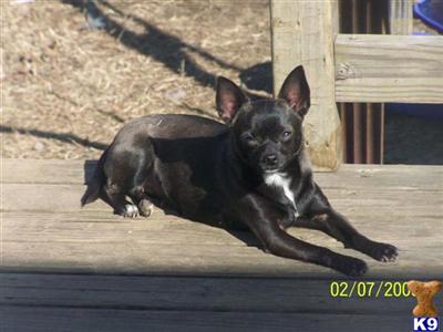 Dogs - Chihuahua
