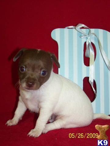 Puppies in MD