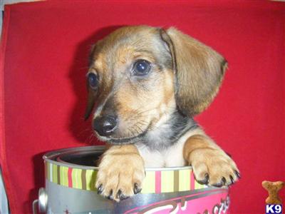Puppies in MD
