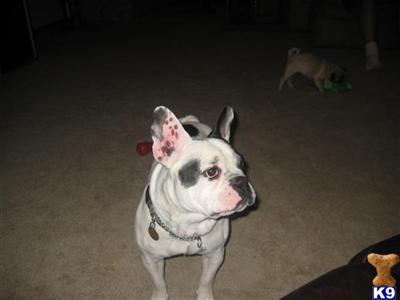 Stud Dogs - French Bulldog