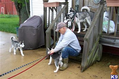Puppies in IL