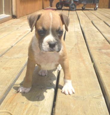 Puppies in IA