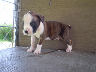 Puppies in IA