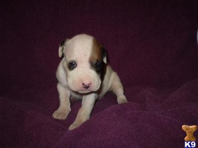 Puppies in IA