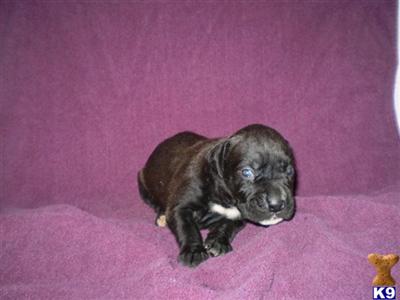 Puppies in IA