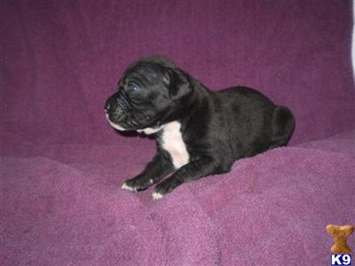 Puppies in IA
