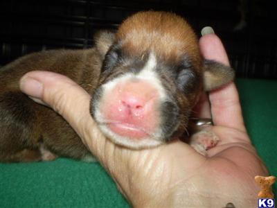 Puppies in IA
